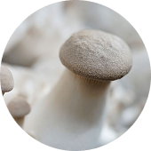 麥角硫因