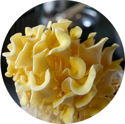 菇萃