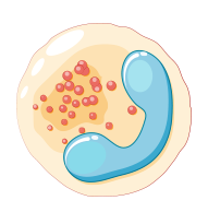 自然殺手細胞 (natural killer cell,簡稱 NK)