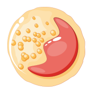 毒殺性T細胞 (cytotoxic T cell,簡稱 TC)