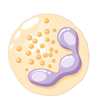 細胞激素誘導殺手細胞 (cytokine-induced killer cell,簡稱 CIK)