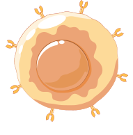 γδ T細胞 (gamma-delta T cell,簡稱GDT)