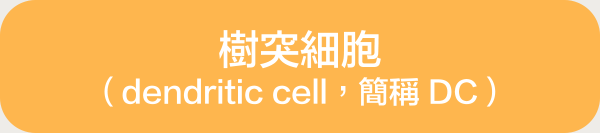 樹突細胞 (dendritic cell,簡稱DC)