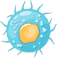 樹突細胞 (dendritic cell,簡稱DC)