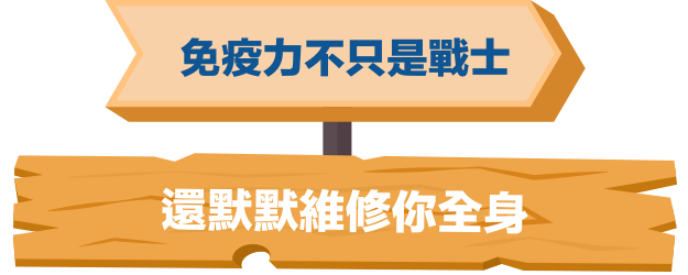 免疫力不止是戰士 還默默維修你全身